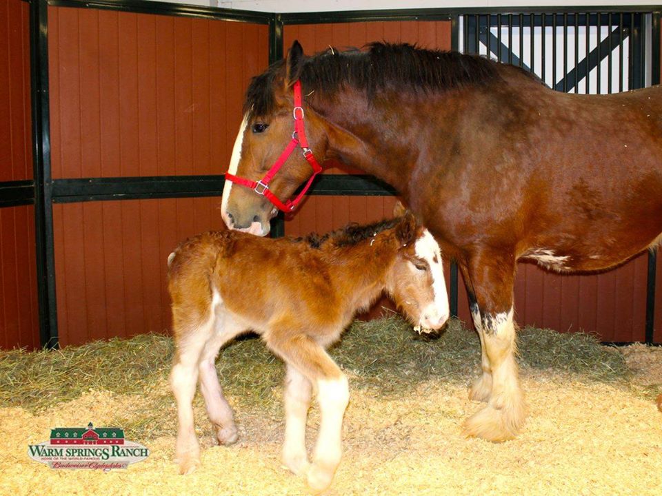 Clydesdale Horses